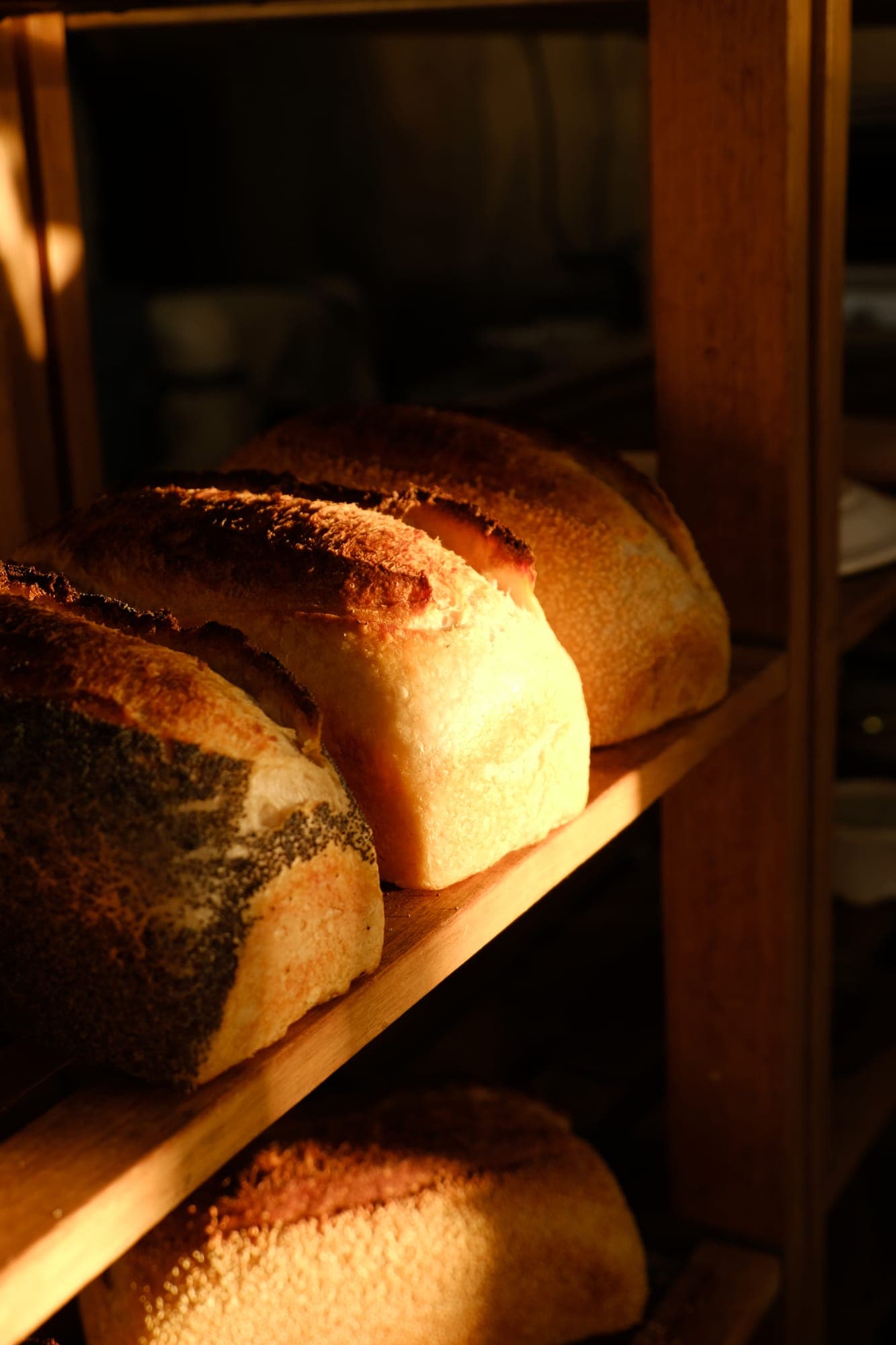 Sourdough loaves resting in the morning light